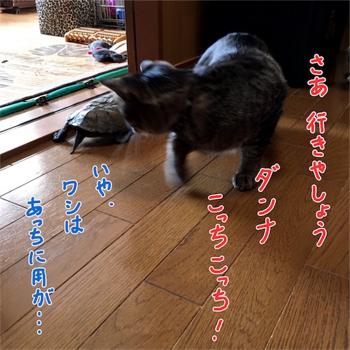 f:id:munazouchan48:20170611115303j:image