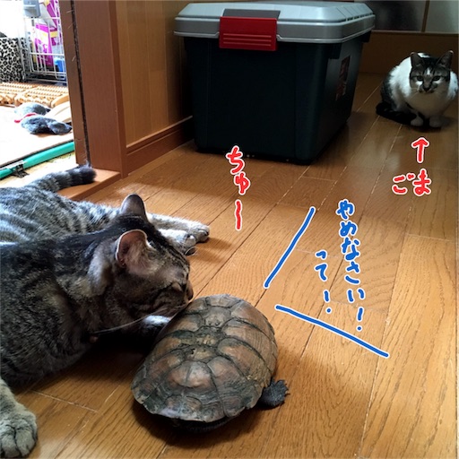 f:id:munazouchan48:20170611115946j:image