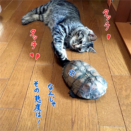 f:id:munazouchan48:20170611120032j:image