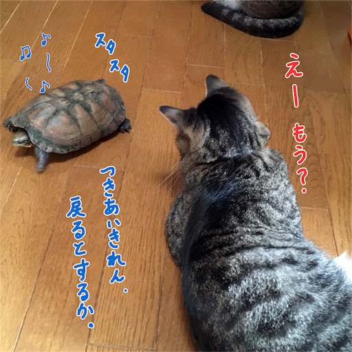 f:id:munazouchan48:20170611121407j:image