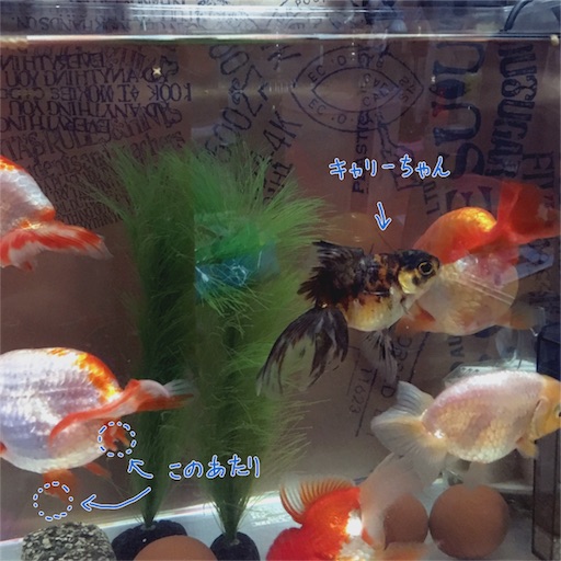 f:id:munazouchan48:20170613110206j:image