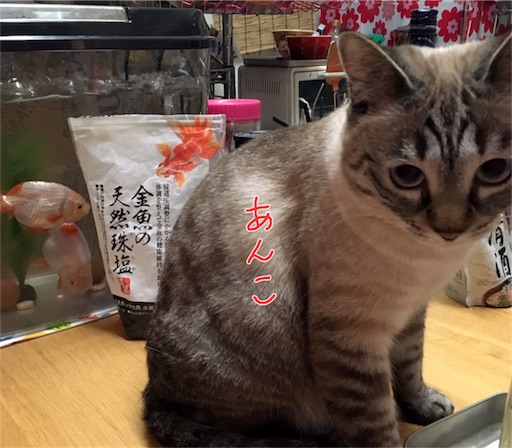 f:id:munazouchan48:20170613110854j:image