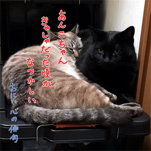 f:id:munazouchan48:20170625161303j:image