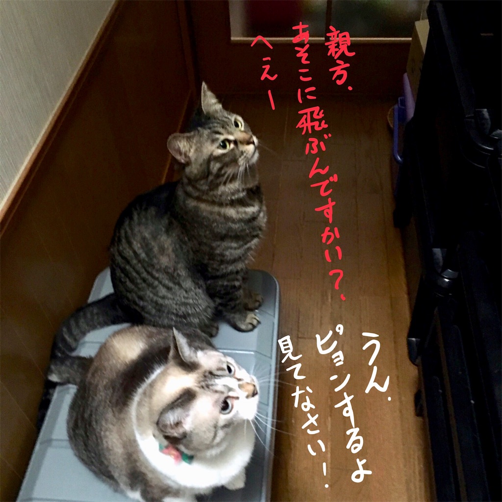 f:id:munazouchan48:20171012141410j:image f:id:munazouchan48:20171012141410j:image