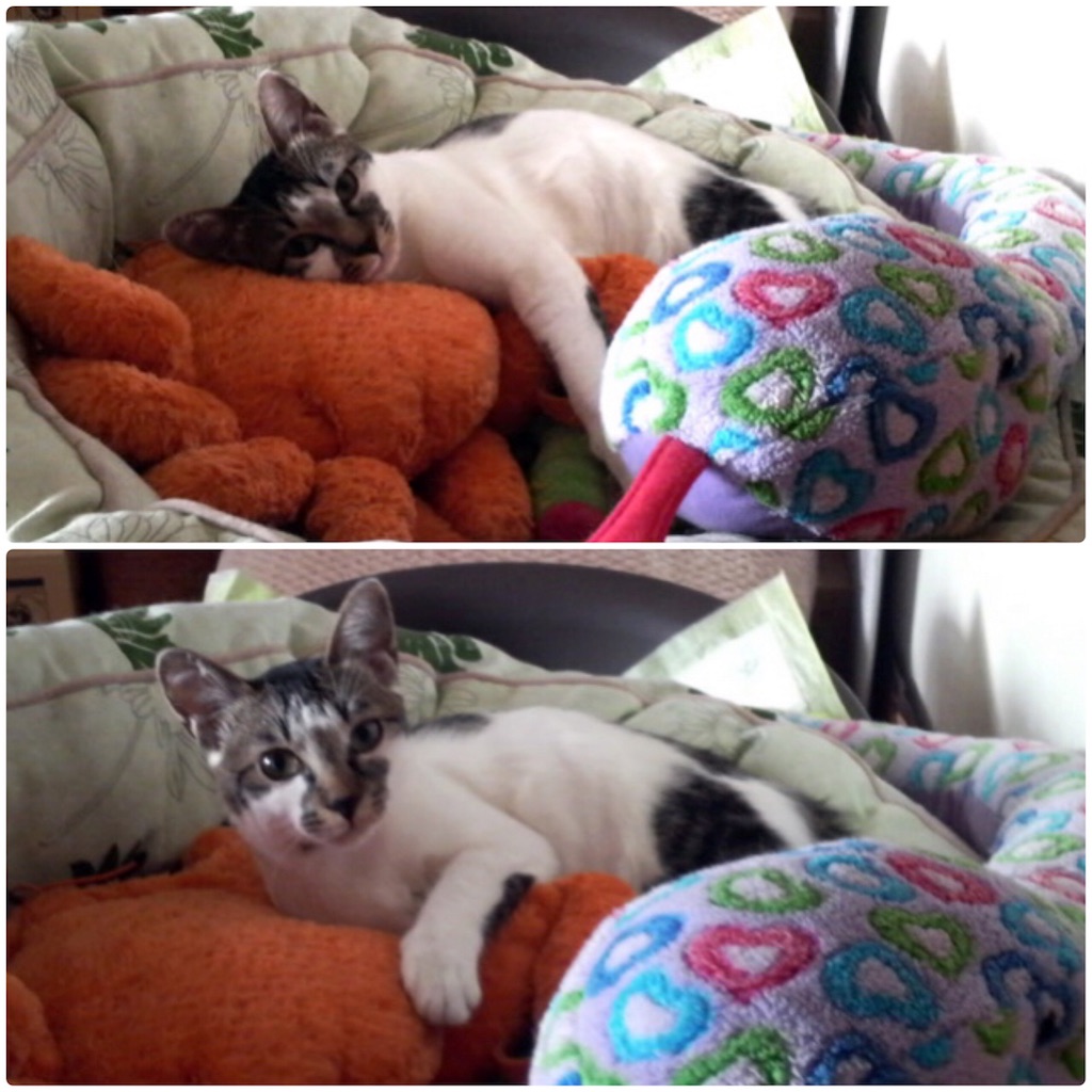 f:id:munazouchan48:20171014123723j:image f:id:munazouchan48:20171014123723j:image