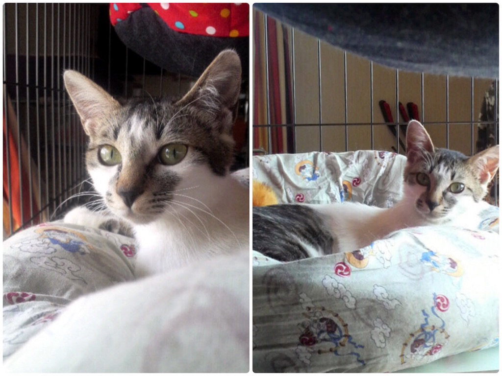 f:id:munazouchan48:20171014123827j:image f:id:munazouchan48:20171014123827j:image