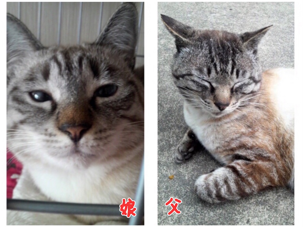 f:id:munazouchan48:20171014124348j:image f:id:munazouchan48:20171014124348j:image