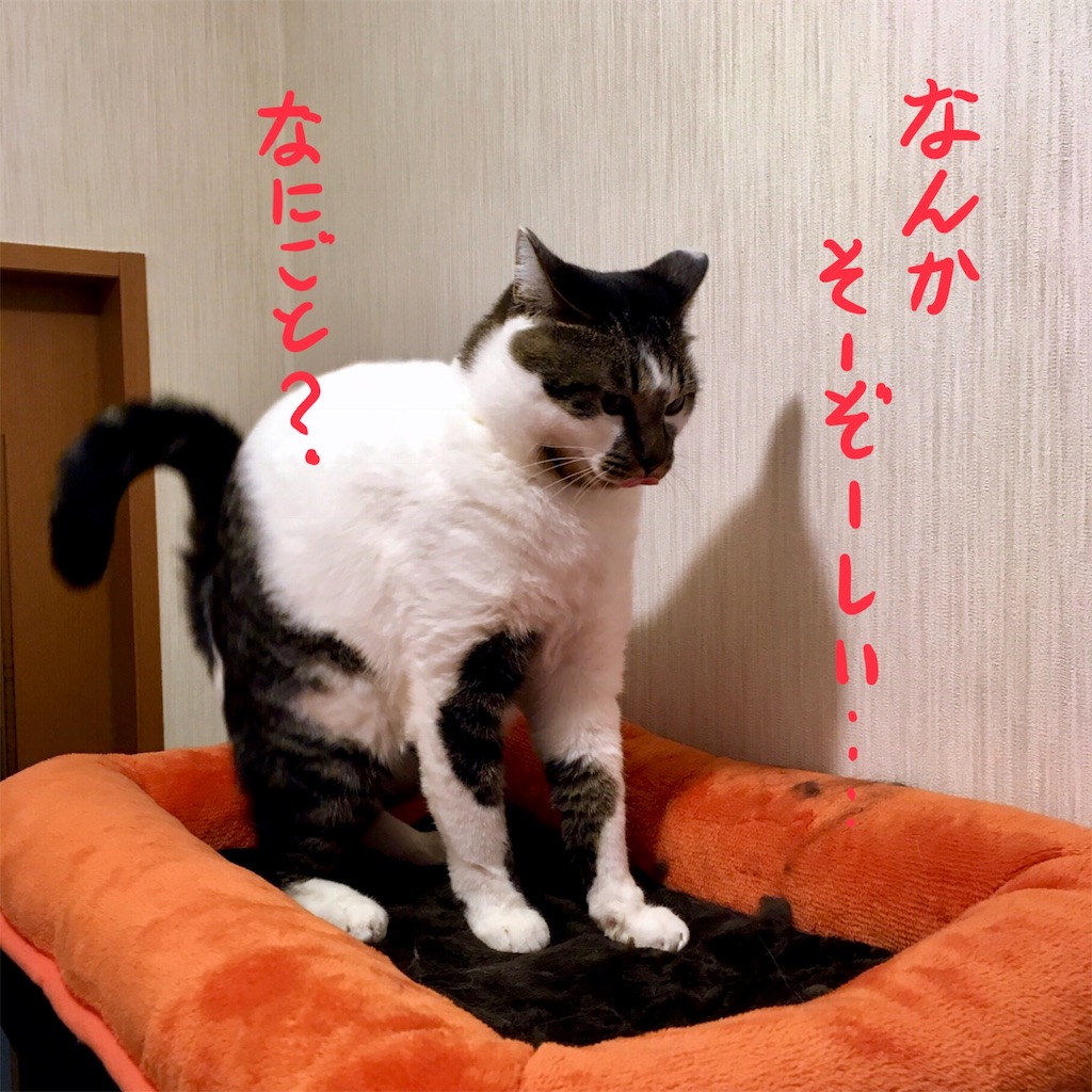 f:id:munazouchan48:20171014180746j:image f:id:munazouchan48:20171014180746j:image