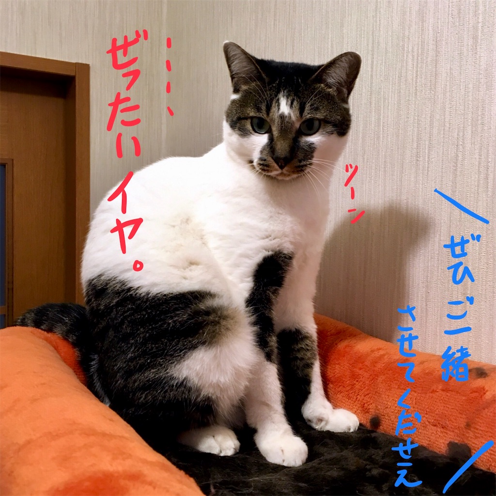 f:id:munazouchan48:20171014180849j:image f:id:munazouchan48:20171014180849j:image