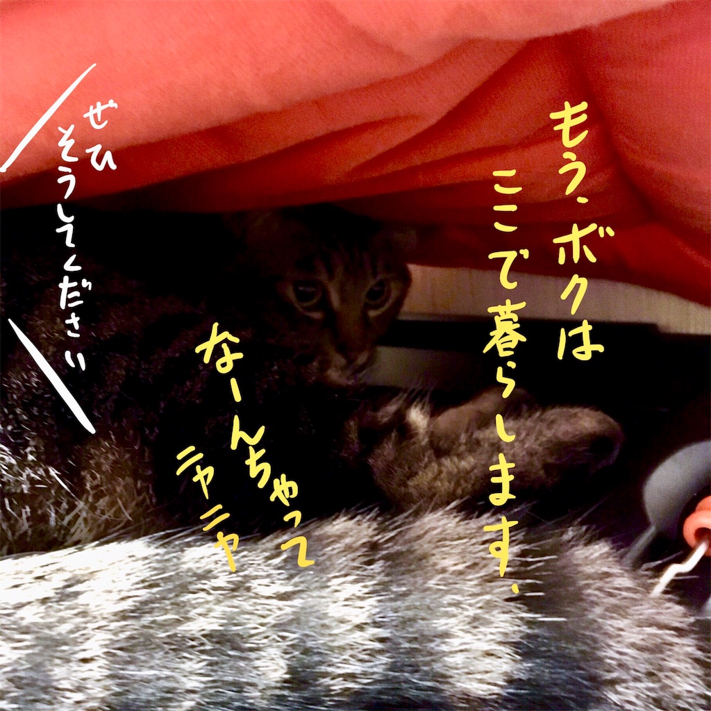 f:id:munazouchan48:20171014181708j:image f:id:munazouchan48:20171014181708j:image