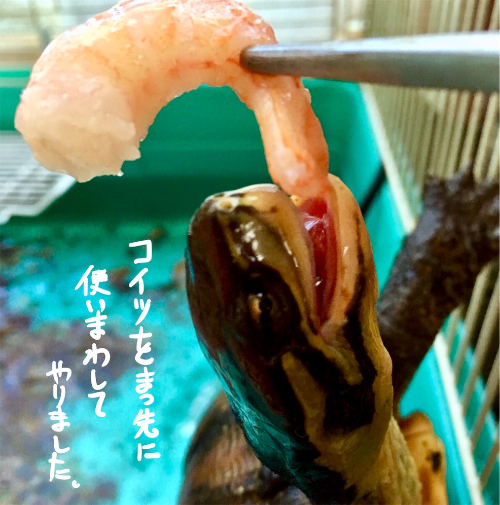 f:id:munazouchan48:20171027160838j:image