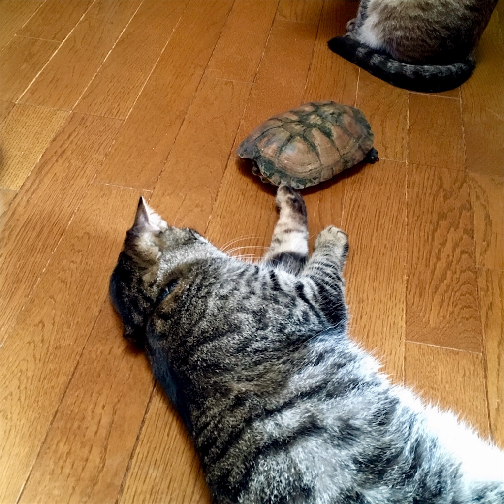 f:id:munazouchan48:20171103163845j:image