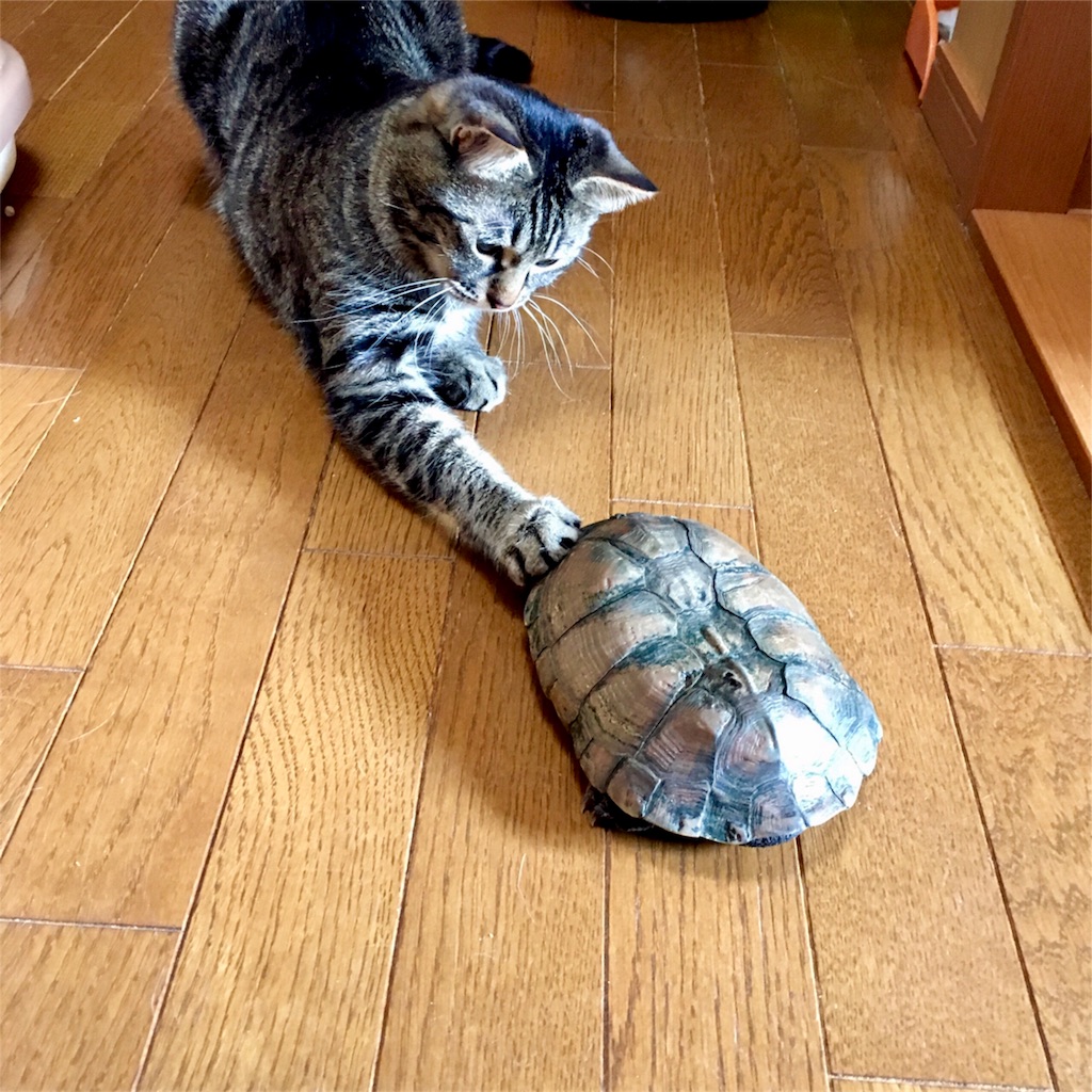 f:id:munazouchan48:20171103163929j:image