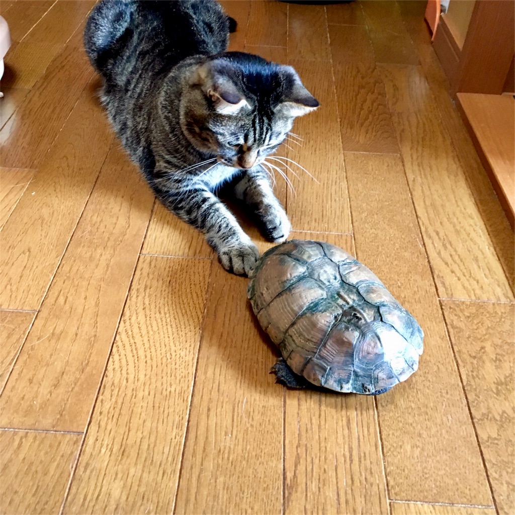 f:id:munazouchan48:20171103163952j:image