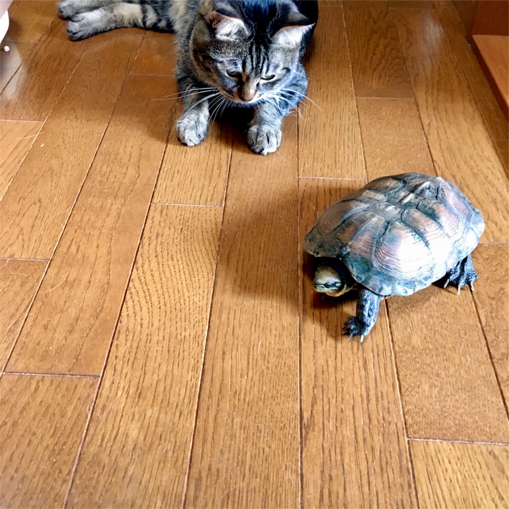 f:id:munazouchan48:20171103164017j:image