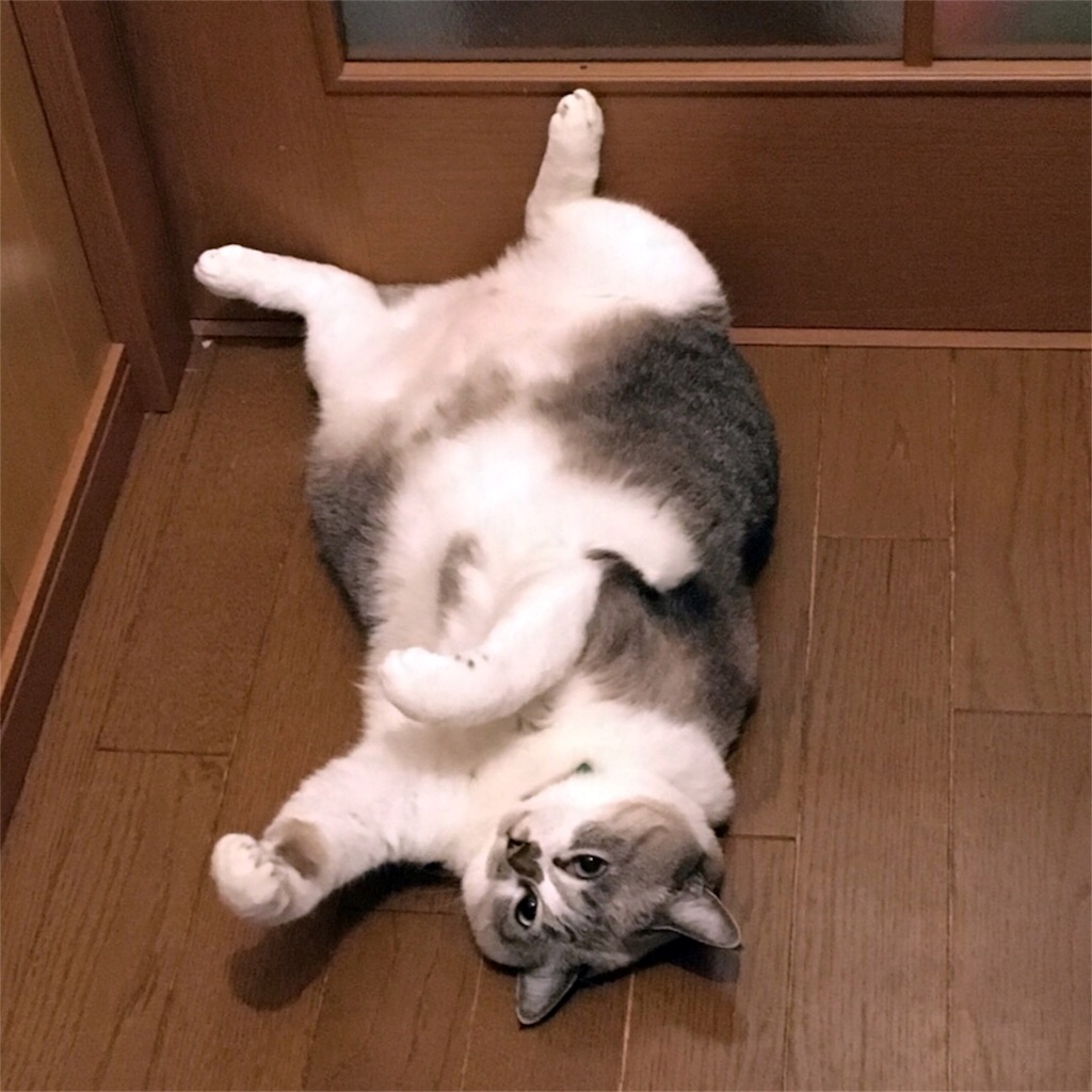 f:id:munazouchan48:20171103165305j:image