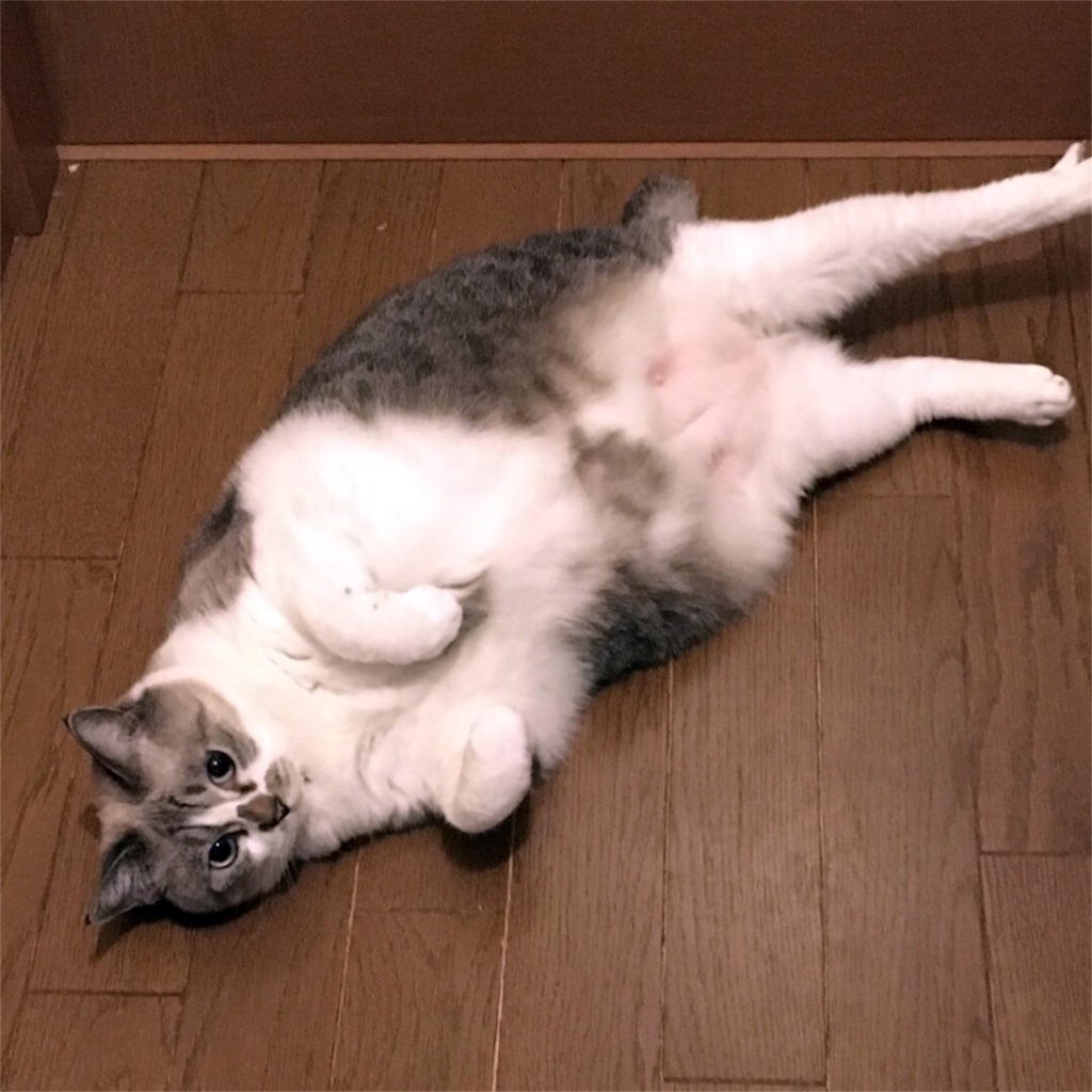 f:id:munazouchan48:20171103165319j:image