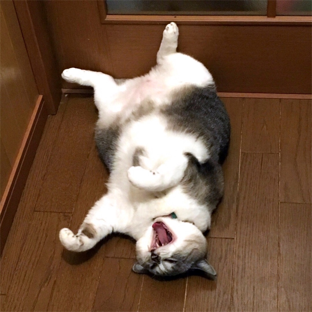 f:id:munazouchan48:20171103165330j:image