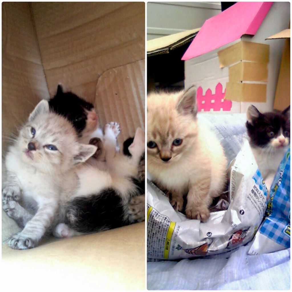 f:id:munazouchan48:20171209150328j:image f:id:munazouchan48:20171209150328j:image