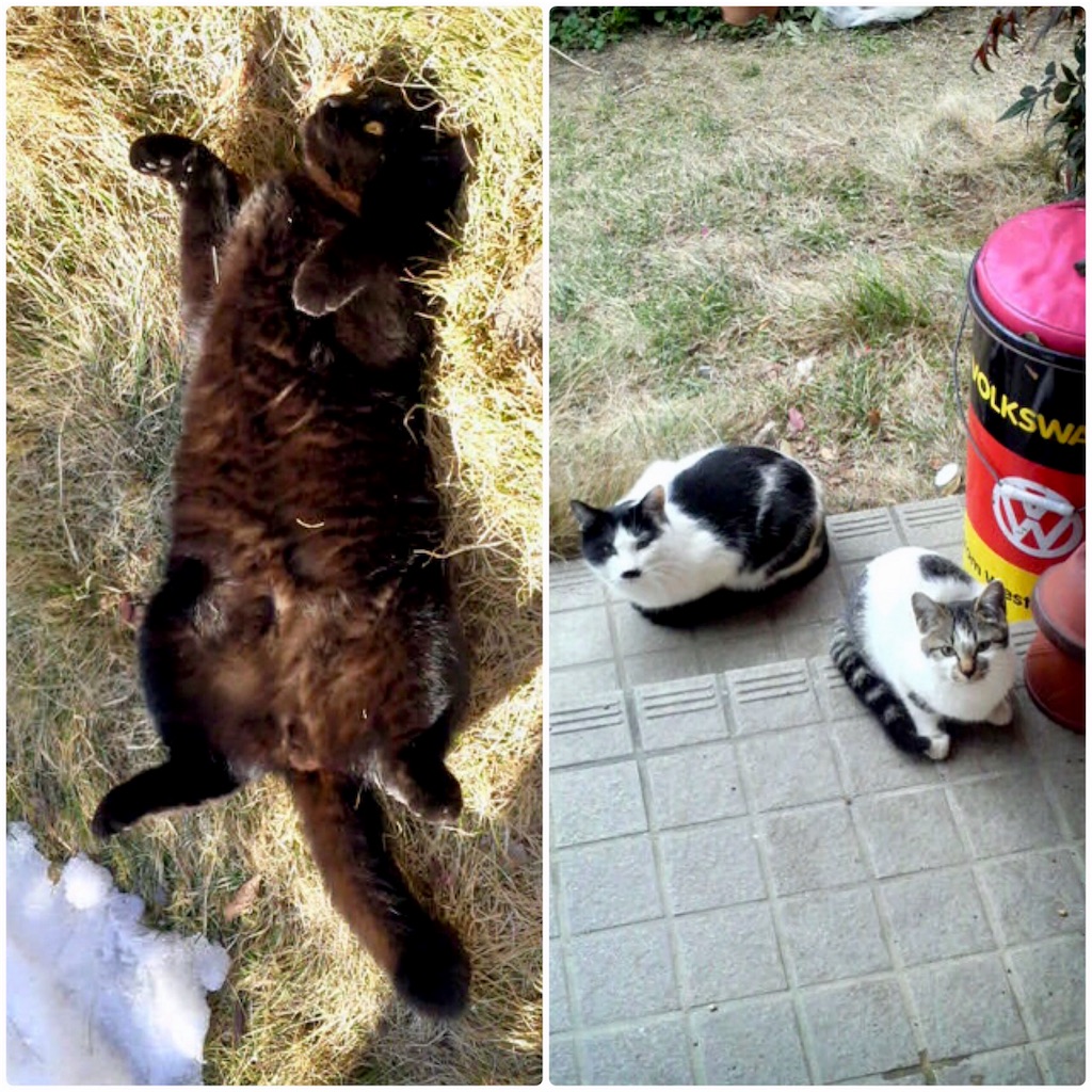 f:id:munazouchan48:20171209150401j:image f:id:munazouchan48:20171209150401j:image