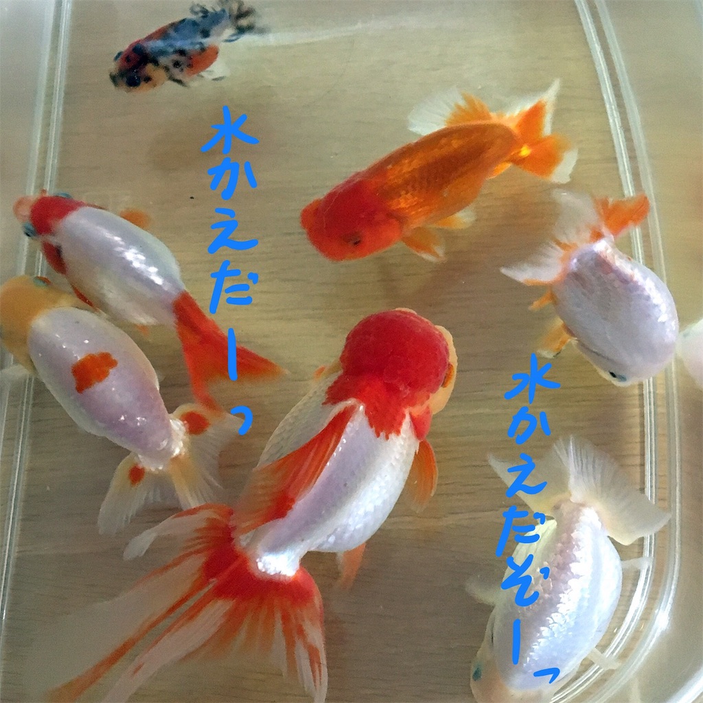 f:id:munazouchan48:20180103152746j:image