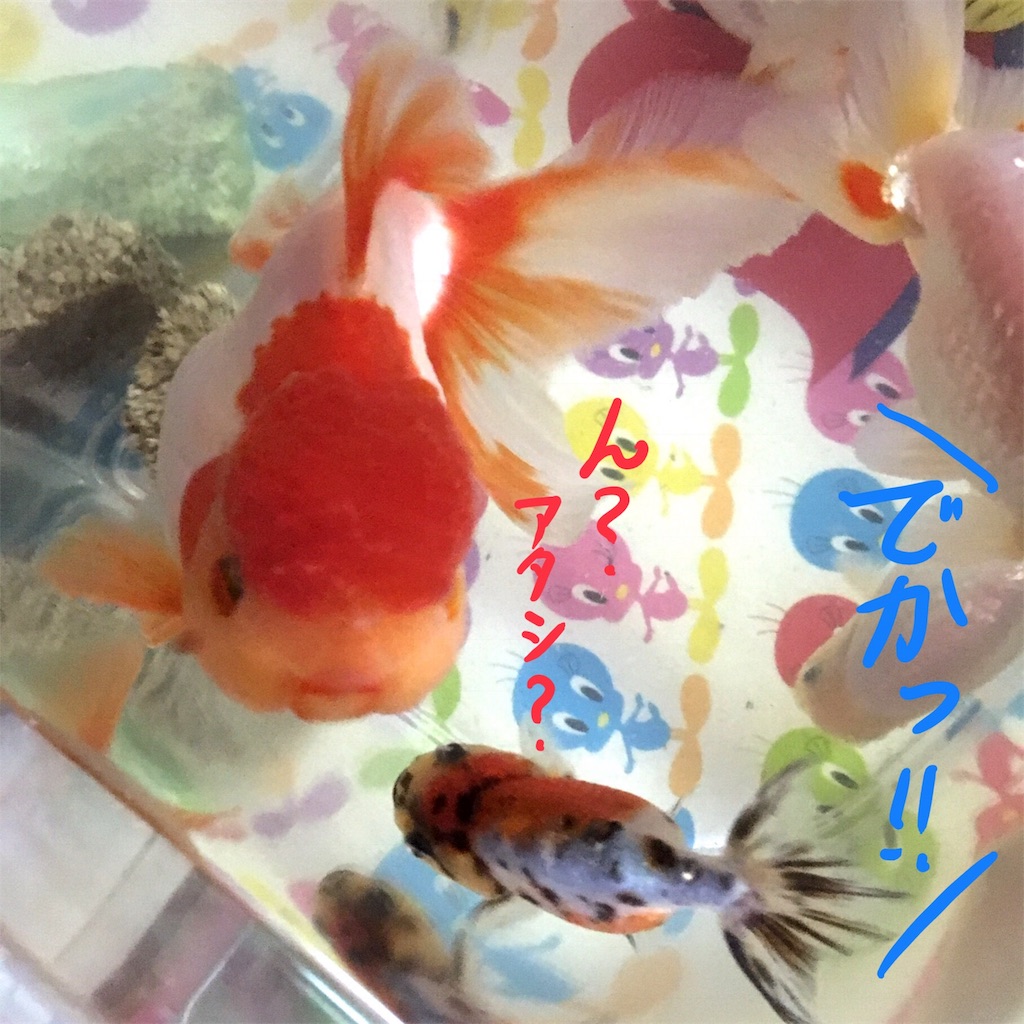 f:id:munazouchan48:20180103152844j:image