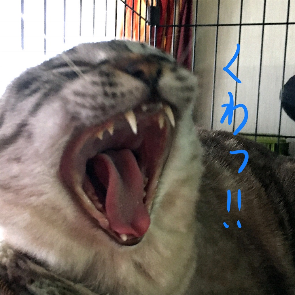 f:id:munazouchan48:20180103153129j:image