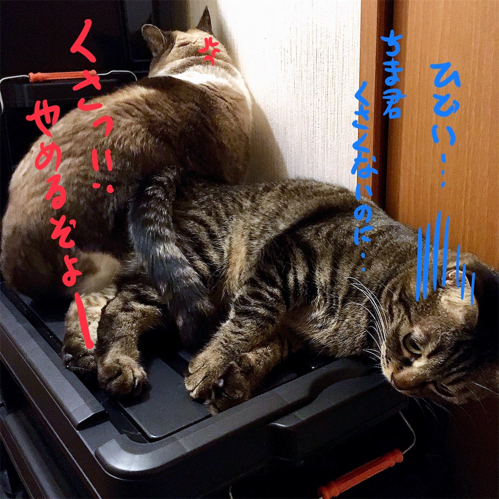 f:id:munazouchan48:20180111160938j:image f:id:munazouchan48:20180111160938j:image