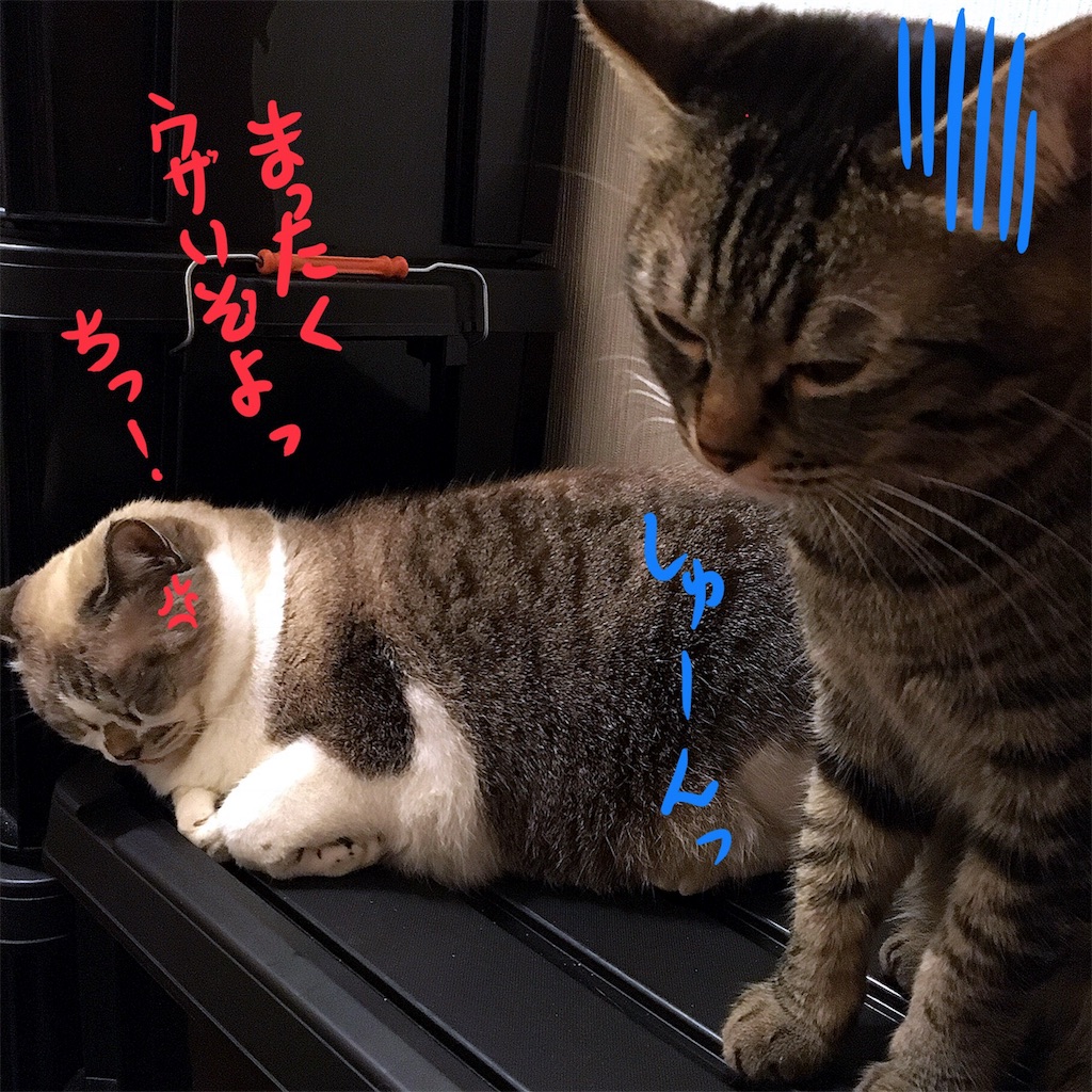 f:id:munazouchan48:20180111161008j:image f:id:munazouchan48:20180111161008j:image