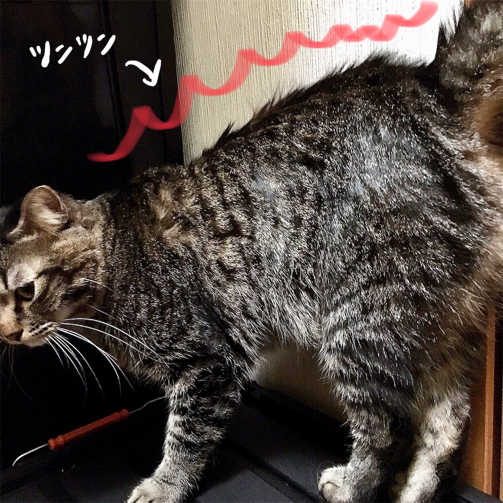 f:id:munazouchan48:20180111162424j:image f:id:munazouchan48:20180111162424j:image