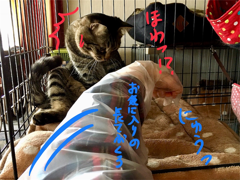 f:id:munazouchan48:20180208155216j:image