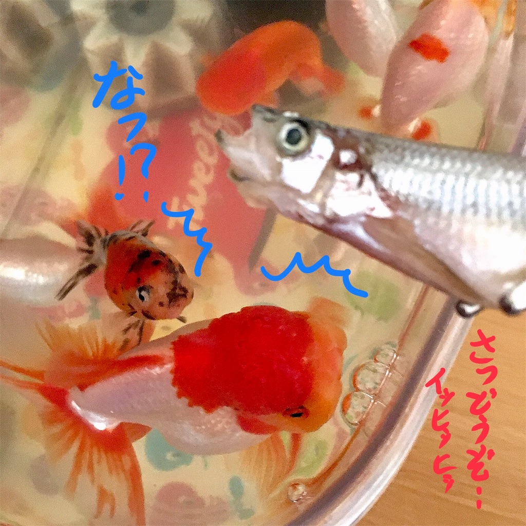 ねこしごと