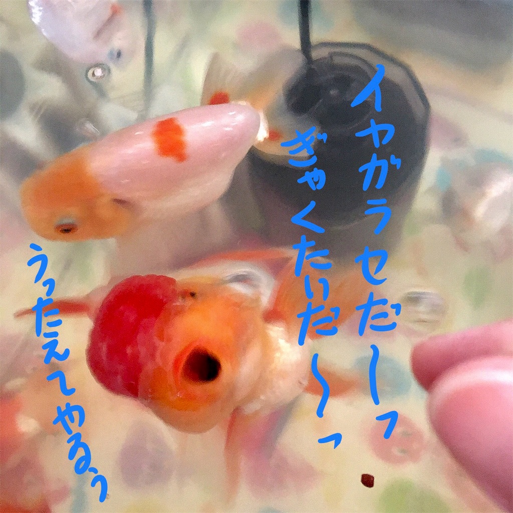 ねこしごと