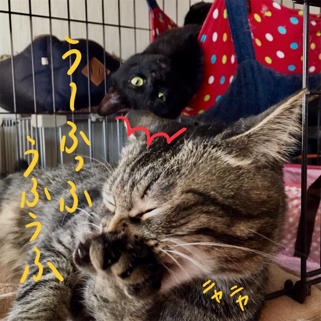 f:id:munazouchan48:20180219165949j:image f:id:munazouchan48:20180219165949j:image