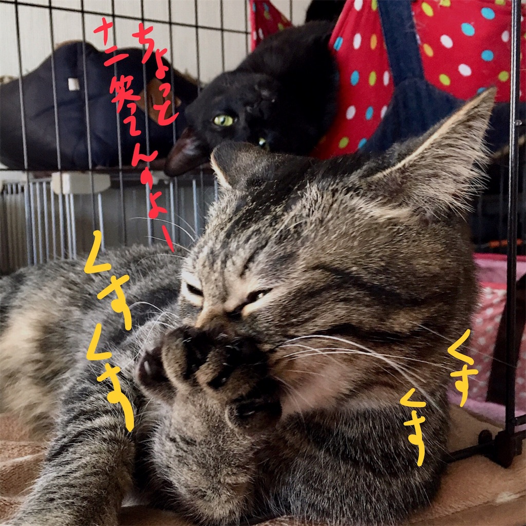 f:id:munazouchan48:20180219170005j:image f:id:munazouchan48:20180219170005j:image