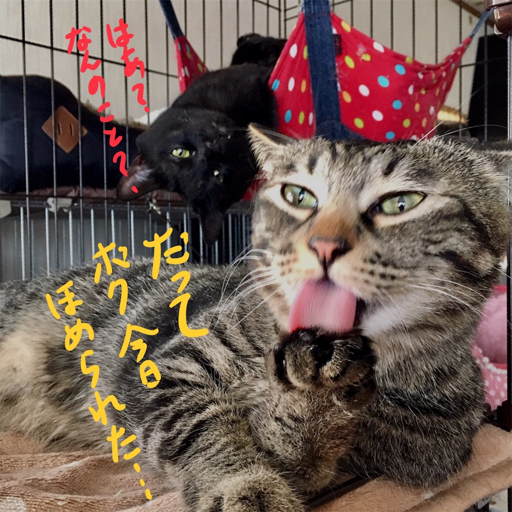 f:id:munazouchan48:20180219170019j:image f:id:munazouchan48:20180219170019j:image