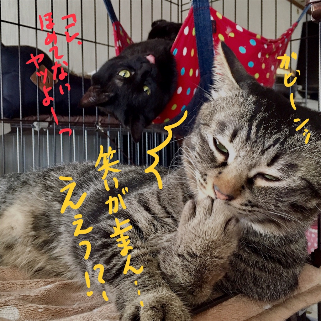 f:id:munazouchan48:20180219170033j:image f:id:munazouchan48:20180219170033j:image