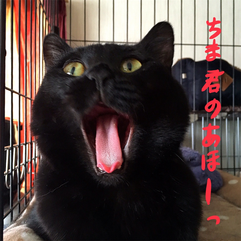 f:id:munazouchan48:20180219170111j:image f:id:munazouchan48:20180219170111j:image