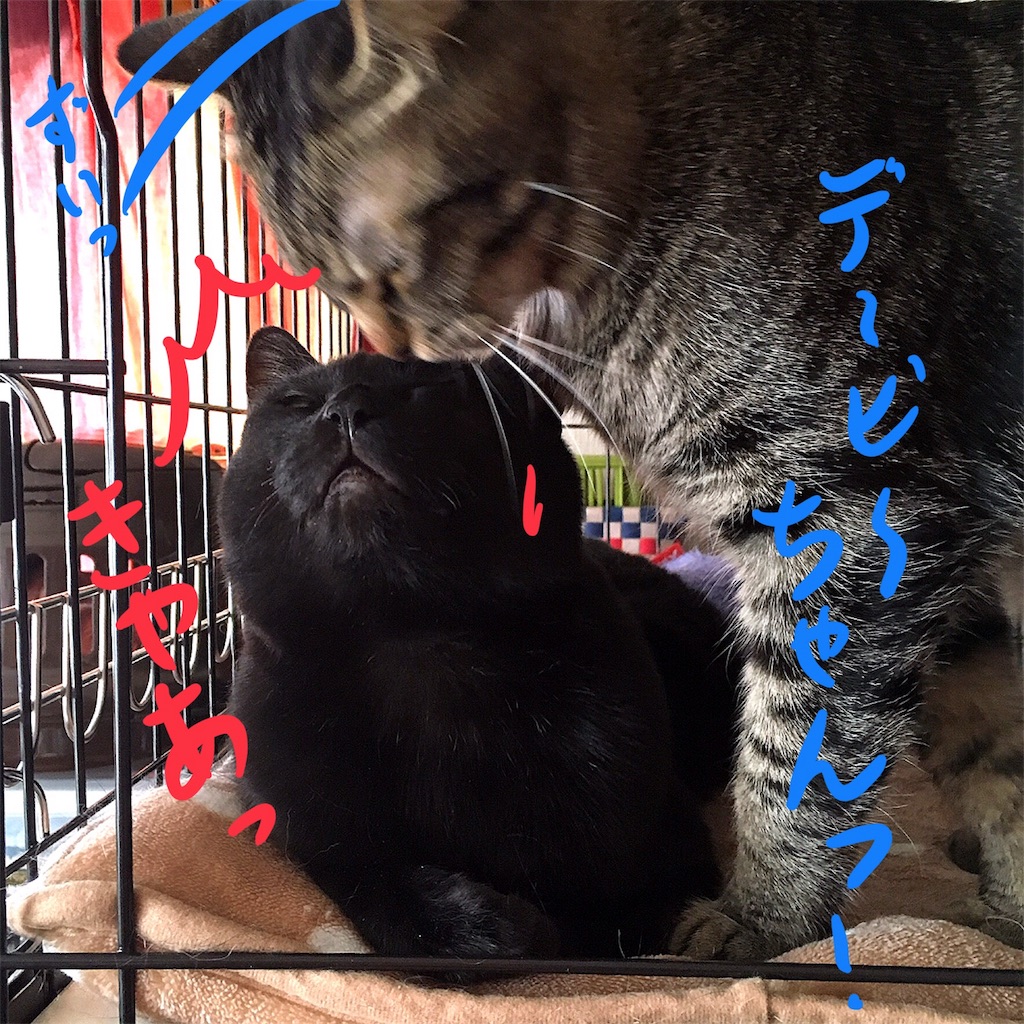 f:id:munazouchan48:20180219170155j:image f:id:munazouchan48:20180219170155j:image