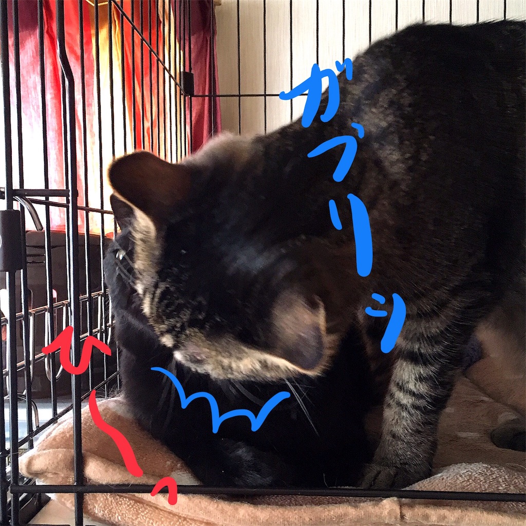 f:id:munazouchan48:20180219170207j:image f:id:munazouchan48:20180219170207j:image