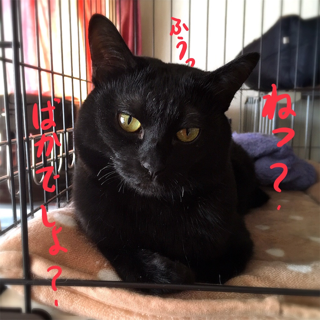 f:id:munazouchan48:20180219170222j:image