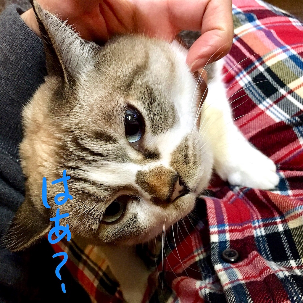 f:id:munazouchan48:20180305170904j:image
