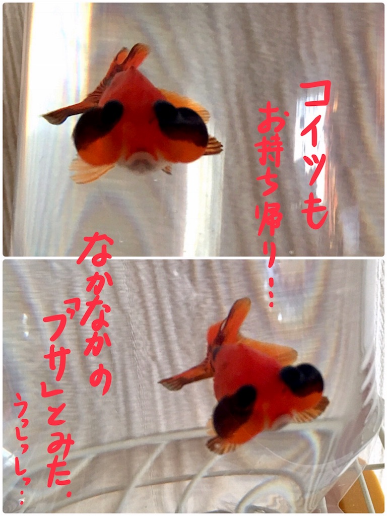 f:id:munazouchan48:20180320210618j:image f:id:munazouchan48:20180320210618j:image