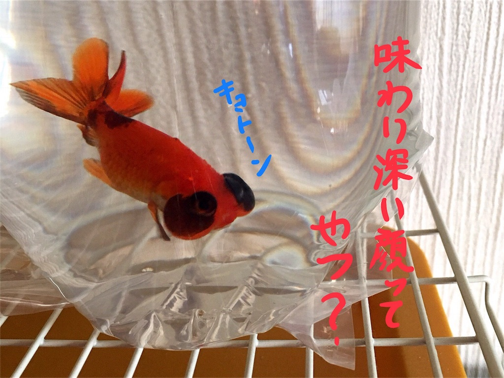 f:id:munazouchan48:20180320210724j:image f:id:munazouchan48:20180320210724j:image