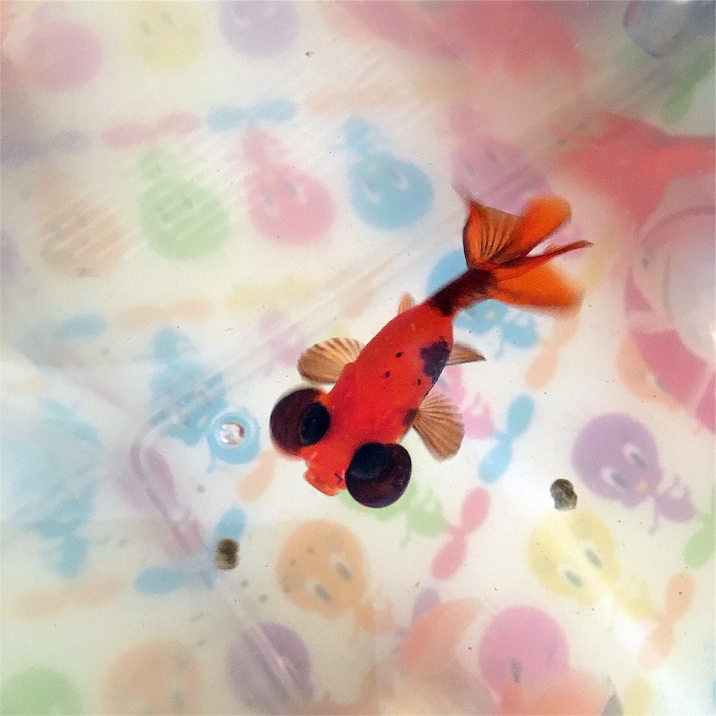 f:id:munazouchan48:20180320210933j:image f:id:munazouchan48:20180320210933j:image