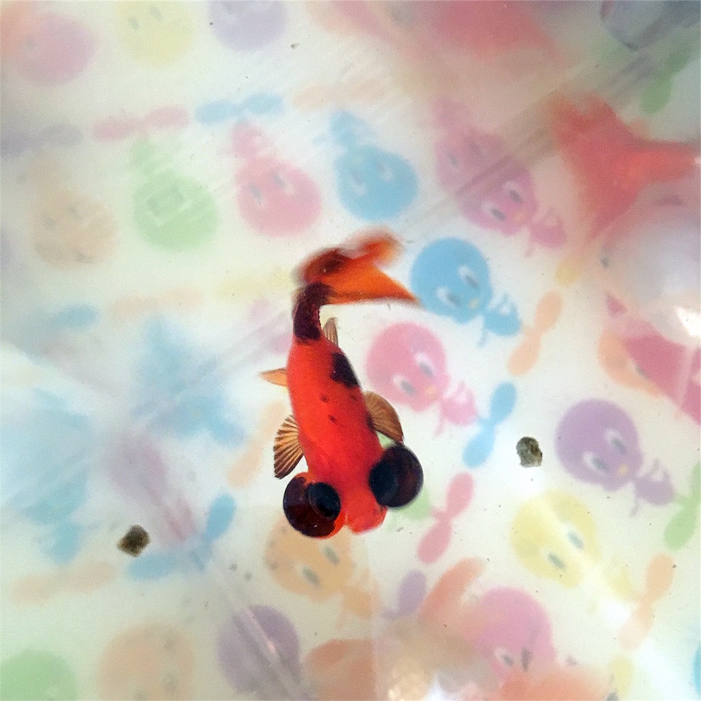 f:id:munazouchan48:20180320210947j:image f:id:munazouchan48:20180320210947j:image