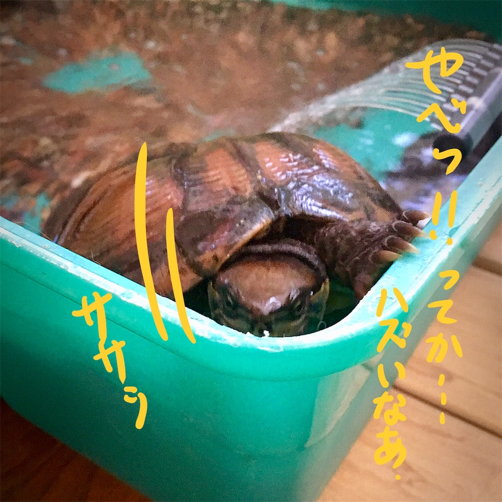 f:id:munazouchan48:20180324205051j:image