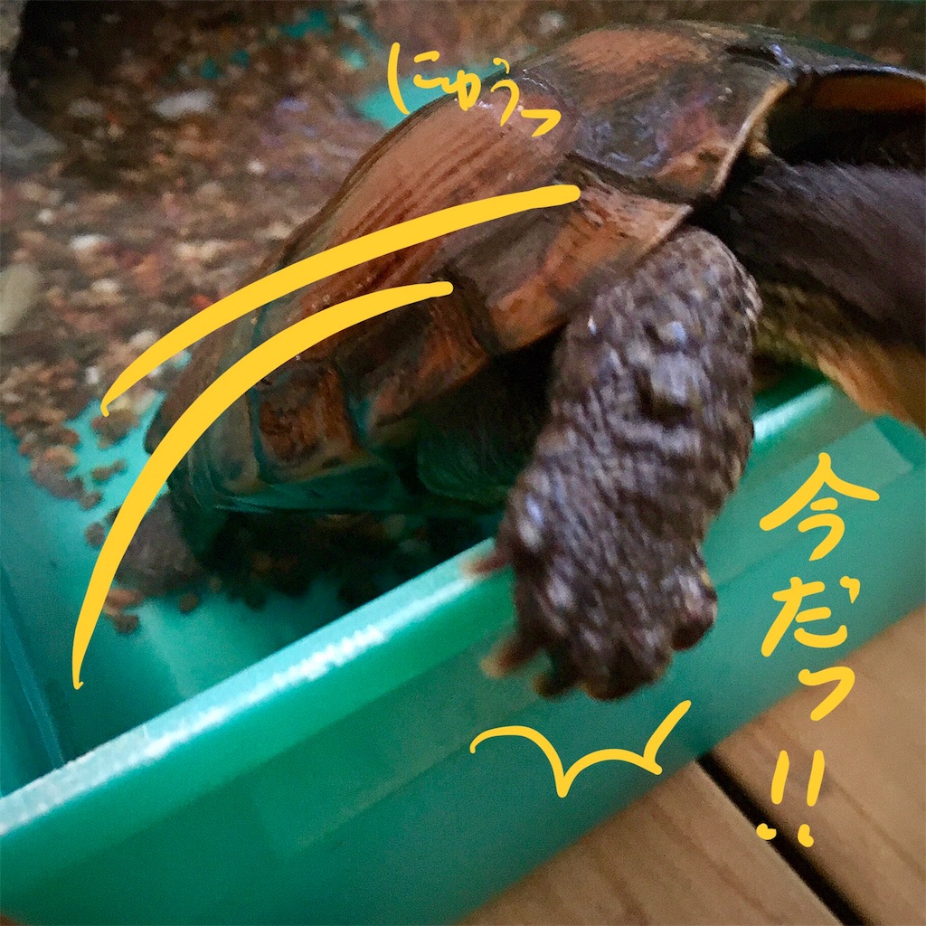 f:id:munazouchan48:20180324205106j:image