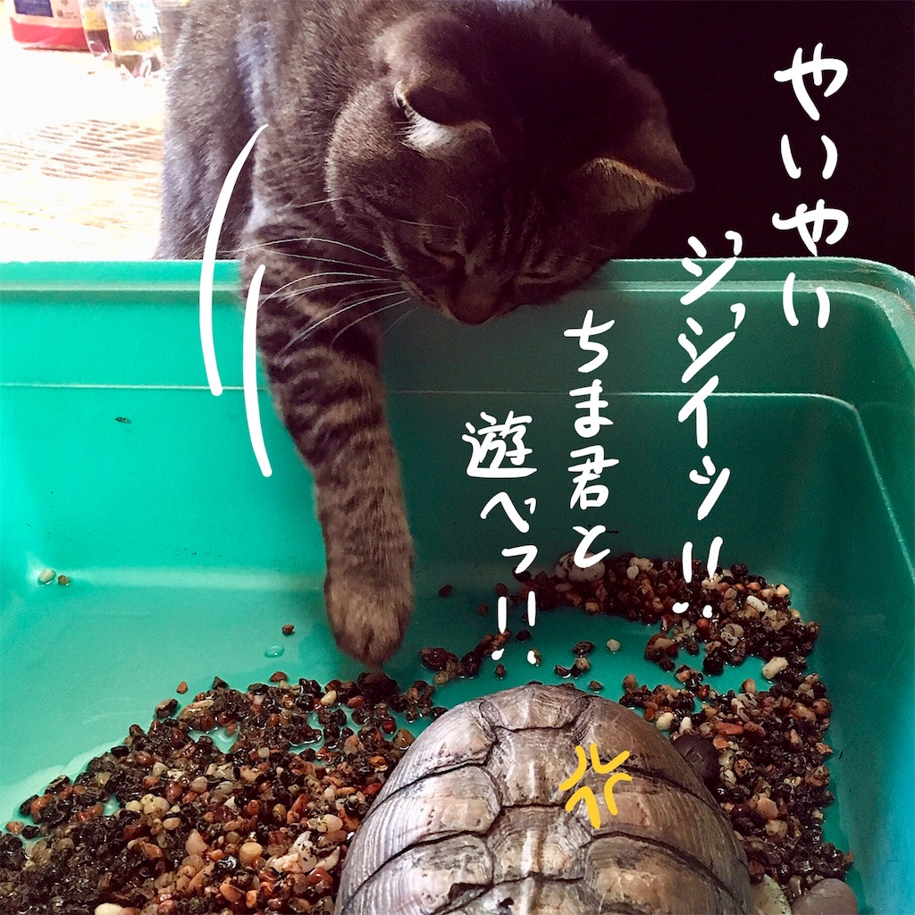 f:id:munazouchan48:20180324205235j:image