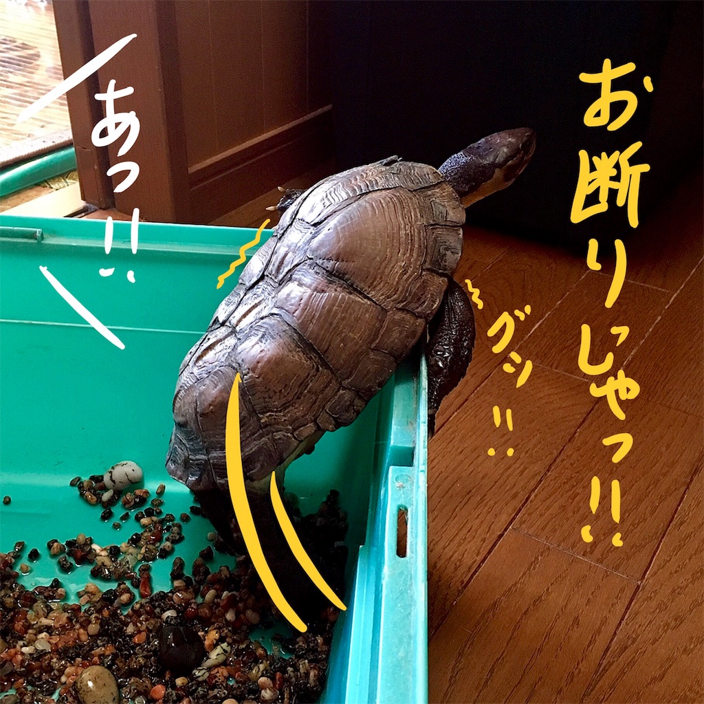 f:id:munazouchan48:20180324205257j:image